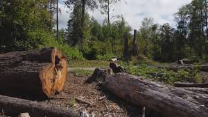 Best Tree Preservation Services  in Granger, WA